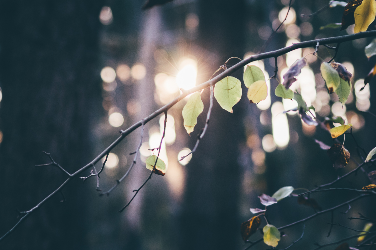 Nature play scenery